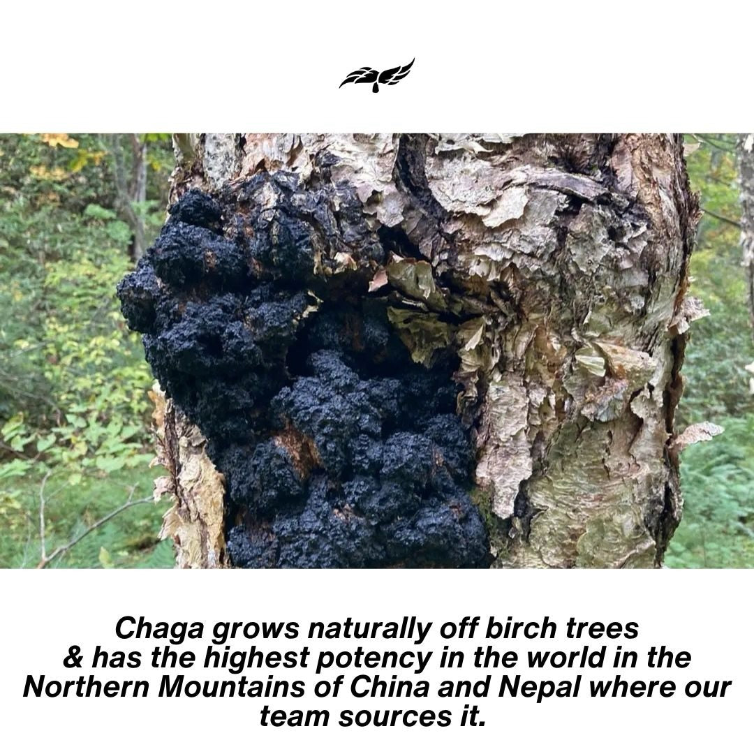 Chaga mushroom supplement for athlete immunity, recovery, and long-term health and longevity